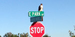 Hawk-looking-at-other-direc